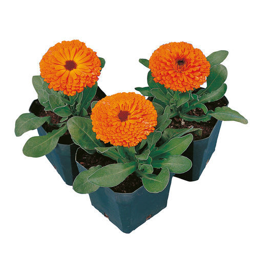 一年生花种子 - Calypso - SAKATA ORNAMENTALS EUROPE A/S - 橙色 / 花圃 / 盆栽