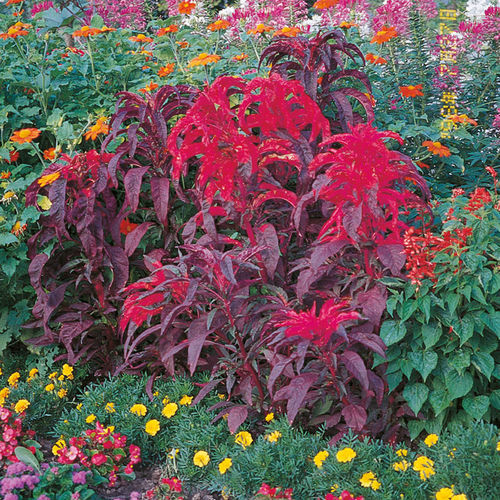 一年生花种子 - Early Splendor - SAKATA ORNAMENTALS EUROPE A/S - 混色 / 用于花园 / 花圃
