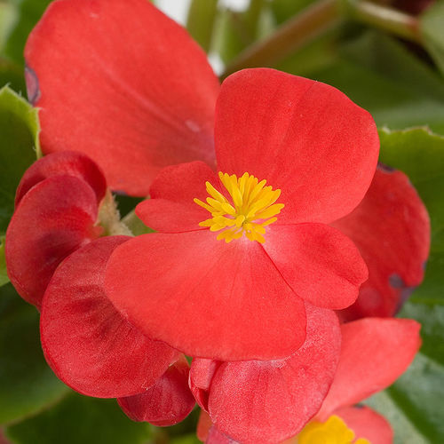 一年生花种子 - Emperor - SAKATA ORNAMENTALS EUROPE A/S - 粉色 / 红色 / 绿色