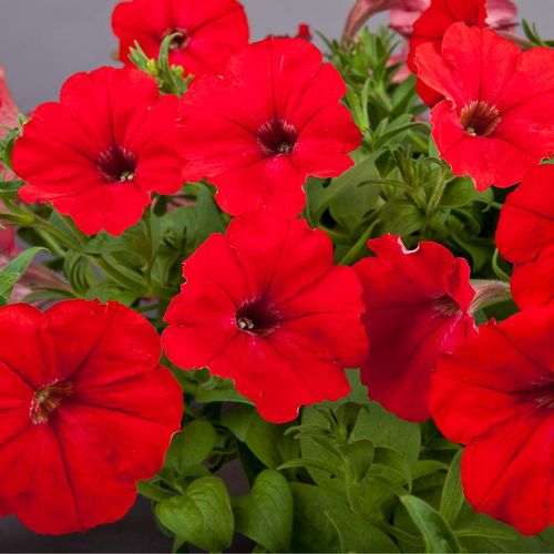 一年生花种子 - Explorer - SAKATA ORNAMENTALS EUROPE A/S - 粉色 / 紫色 / 白色