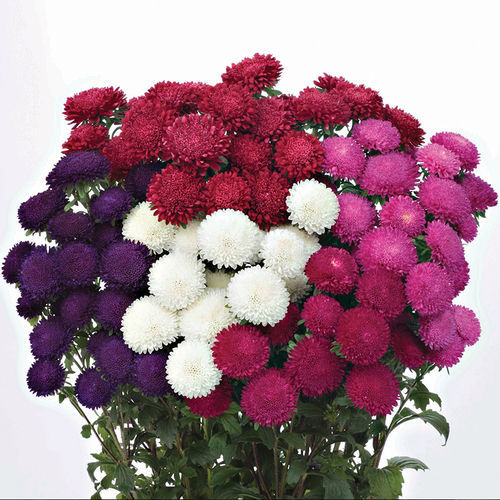 鲜切花花种子 - Bonita - SAKATA ORNAMENTALS EUROPE A/S - 混色 / 粉色 / 白色