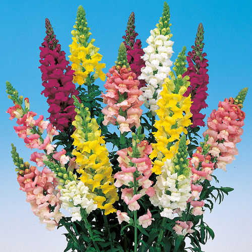 粉色花种子 - Admiral - SAKATA ORNAMENTALS EUROPE A/S - 紫色 / 白色 / 鲜切花