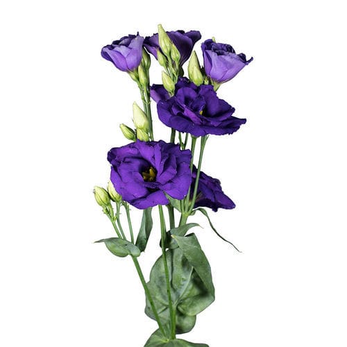 粉色花种子 - Aube - SAKATA ORNAMENTALS EUROPE A/S - 黄色 / 红色 / 白色