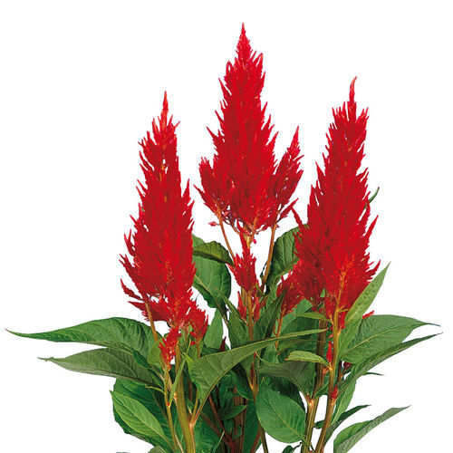 一年生花种子 - Century - SAKATA ORNAMENTALS EUROPE A/S - 红色 / 黄色 / 粉色