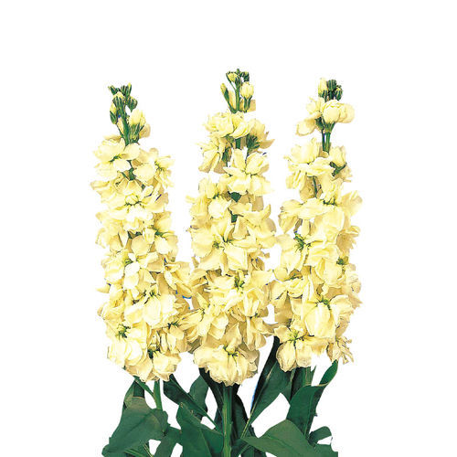 黄色花种子 - Cheerful - SAKATA ORNAMENTALS EUROPE A/S - 鲜切花 / 室内