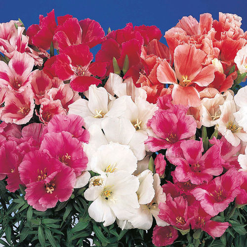 混色花种子 - Grace - SAKATA ORNAMENTALS EUROPE A/S - 粉色 / 白色 / 鲜切花
