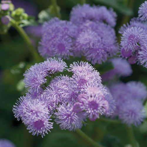 一年生花种子 - Horizon - SAKATA ORNAMENTALS EUROPE A/S - 紫色 / 蓝色 / 鲜切花