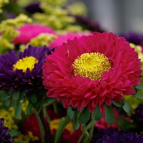 粉色花种子 - Matsumoto - SAKATA ORNAMENTALS EUROPE A/S - 黄色 / 红色 / 白色