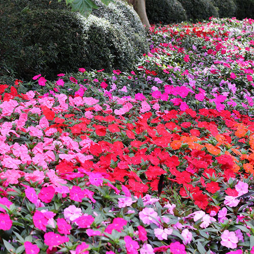 一年生花种子 - SunPatiens® Compact - SAKATA ORNAMENTALS EUROPE A/S - 粉色 / 紫色 / 红色
