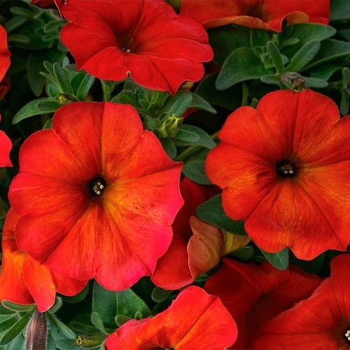 一年生花种子 - BeautiCal® - SAKATA ORNAMENTALS EUROPE A/S - 粉色 / 紫色 / 黄色