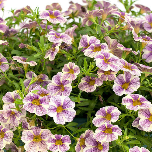 一年生花种子 - Calipetite® - SAKATA ORNAMENTALS EUROPE A/S - 粉色 / 黄色 / 红色