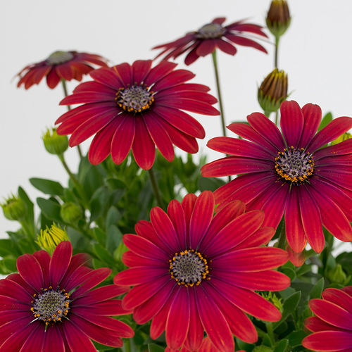 一年生花种子 - Cape Daisy® Zanzibar® - SAKATA ORNAMENTALS EUROPE A/S - 黄色 / 红色 / 白色