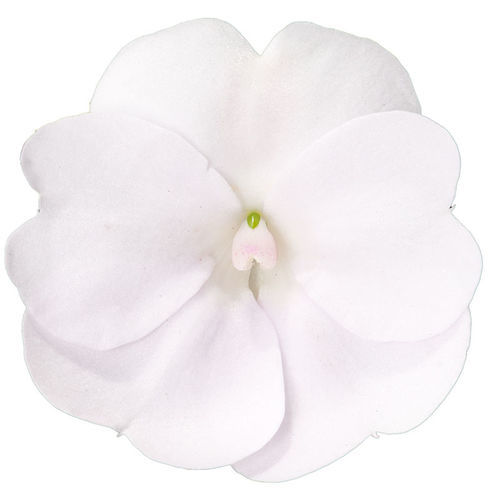 一年生花种子 - SunPatiens® Vigorous - SAKATA ORNAMENTALS EUROPE A/S - 粉色 / 红色 / 白色