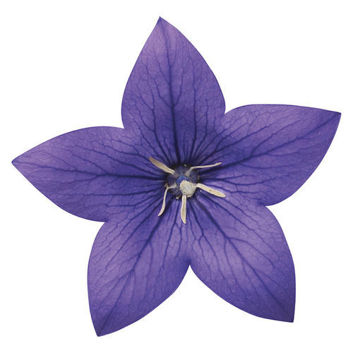 一年生花种子 - Astra - SAKATA ORNAMENTALS EUROPE A/S - 粉色 / 紫色 / 白色