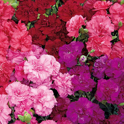 一年生花种子 - Can Can - SAKATA ORNAMENTALS EUROPE A/S - 粉色 / 紫色 / 红色
