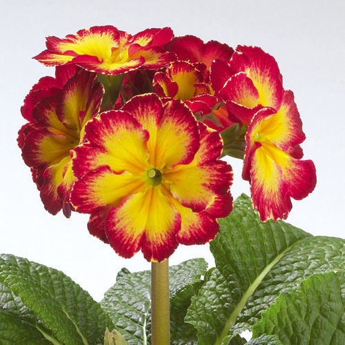 一年生花种子 - Fire - SAKATA ORNAMENTALS EUROPE A/S - 二年生 / 黄色 / 红色