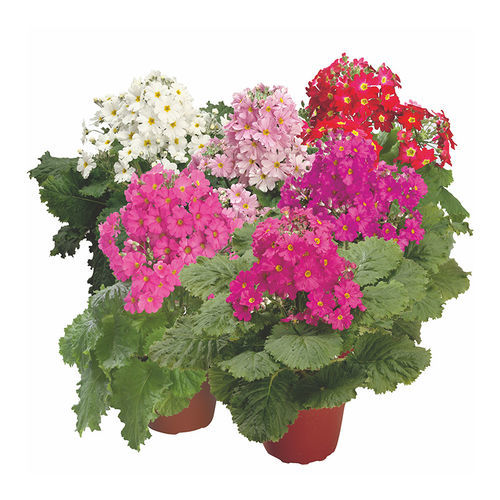 一年生花种子 - Prima - SAKATA ORNAMENTALS EUROPE A/S - 粉色 / 红色 / 盆栽