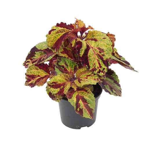 一年生花种子 - Fairway - SAKATA ORNAMENTALS EUROPE A/S - 红色 / 橙色 / 花圃