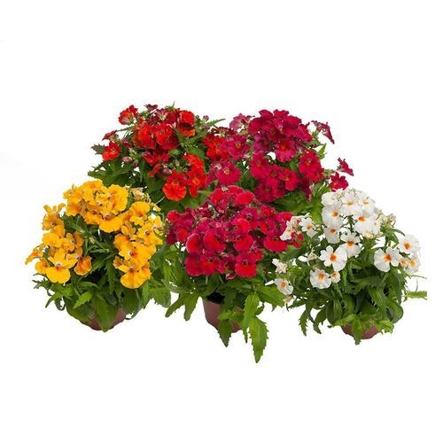 一年生花种子 - Nebula - SAKATA ORNAMENTALS EUROPE A/S - 黄色 / 红色 / 白色