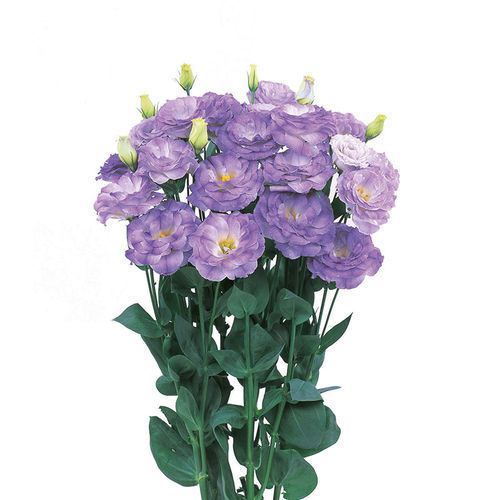 紫色花种子 - Robella - SAKATA ORNAMENTALS EUROPE A/S - 白色 / 鲜切花 / 室内