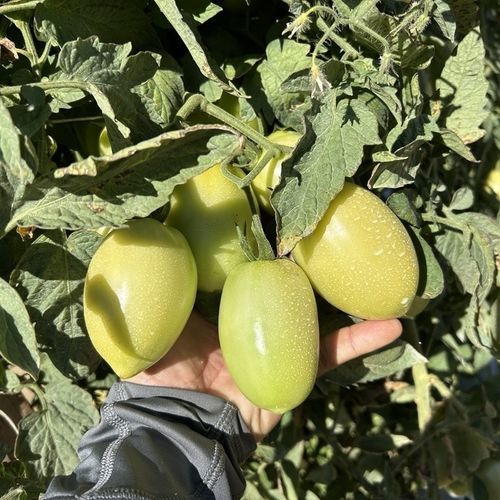 红色番茄种子 - Solano - SAKATA ORNAMENTALS EUROPE A/S - 抗镰刀菌 / 花叶病抗性 / 混合动力