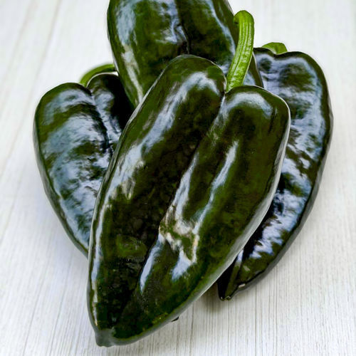 中等菜椒种子 - N&aacute;utico - SAKATA ORNAMENTALS EUROPE A/S - 花叶病抗性 / 混合动力 / 红色