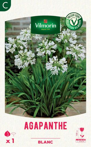 多年生花植物 - Agapanthe  - Vilmorin Jardin (Vilmorin Garden/ VDB) - 白色 / 盆栽 / 花圃
