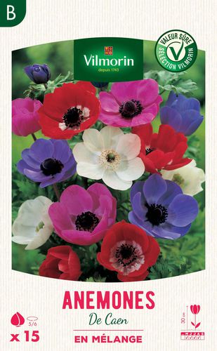 多年生花植物 - Anémone de Caen - Vilmorin Jardin (Vilmorin Garden/ VDB) - 混色 / 花圃 / 盆栽