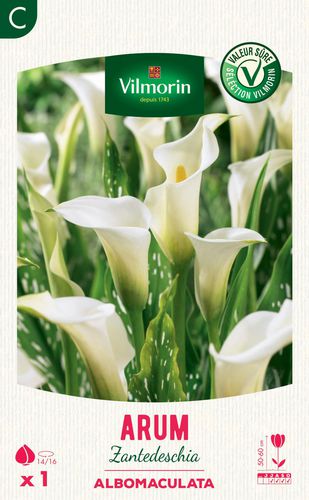 白色花卉植物 - Arum Zantedeschia Albomaculata - Vilmorin Jardin (Vilmorin Garden/ VDB) - 鲜切花 / 用于花园 / 盆栽