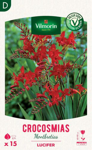 多年生花卉植物 - Crocosmia Lucifer  - Vilmorin Jardin (Vilmorin Garden/ VDB) - 红色 / 花圃 / 鲜切花