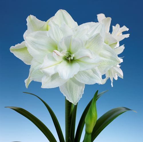 多年生花卉植物 - Amaryllis Alfresco XXL - Vilmorin Jardin (Vilmorin Garden/ VDB) - 白色 / 用于花园 / 室内