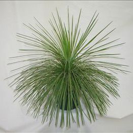多年生绿色植物 - Agave geminiflora - AG 3 Inc - 盆栽 / 乡村风