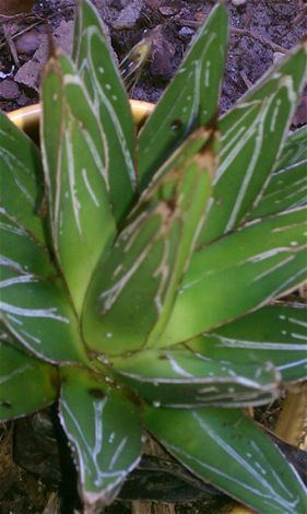 多年生多肉植物 - Agave victoria-reginae 'Porcupine' - AG 3 Inc - 用于花园 / 乡村风