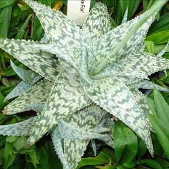 多年生多肉植物 - Aloe 'White Fox' - AG 3 Inc - 盆栽 / 乡村风