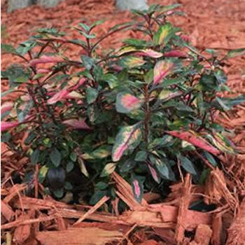 多年生花植物 - Alternanthera 'Red Carpet - AG 3 Inc - 花圃 / 用于花园 / 盆栽