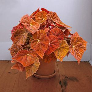 多年生绿色植物 - Begonia 'Autumn Embers' PPAF - AG 3 Inc - 盆栽 / 室内 / 用于花园