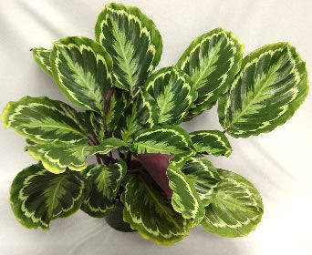 多年生绿色植物 - Calathea 'Medallion' - AG 3 Inc - 室内 / 乡村风