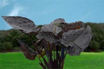 多年生绿色植物 - Colocasia 'Black Goblet' PPAF* - AG 3 Inc - 盆栽 / 用于花园 / 乡村风
