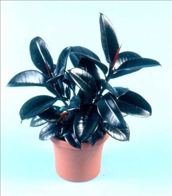 多年生绿色植物 - Ficus elastica 'Burgundy' - AG 3 Inc - 室内 / 乡村风