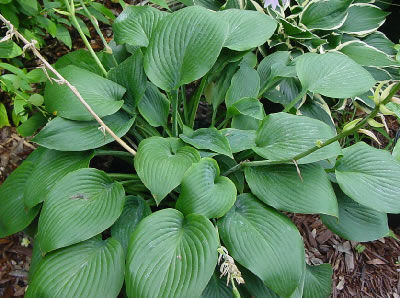 多年生绿色植物 - Hosta 'Blue Angel' - AG 3 Inc - 花圃 / 用于花园