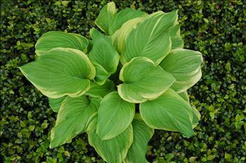 多年生绿色植物 - Hosta 'Fragrant Bouquet' - AG 3 Inc - 花圃 / 用于花园