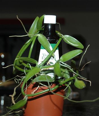 多年生花卉植物 - Orchid - Vanilla planifolia - AG 3 Inc - 攀缘
