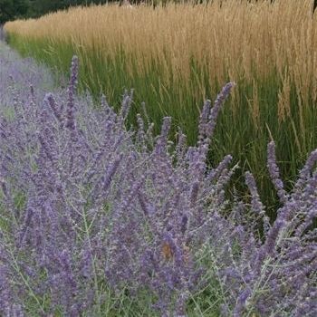 多年生花卉植物 - Calamagrostis acutiflora 'Karl Foerster' - AG 3 Inc - 紫色 / 用于花园 / 花圃
