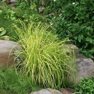 多年生绿色植物 - Carex elata 'Aurea' - AG 3 Inc - 用于花园