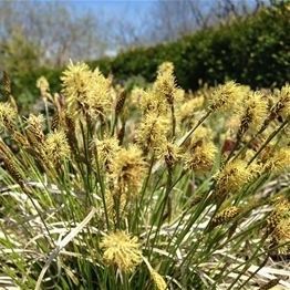 多年生花卉植物 - Carex pensylvanica 'Straw Hat'  - AG 3 Inc - 黄色 / 用于花园