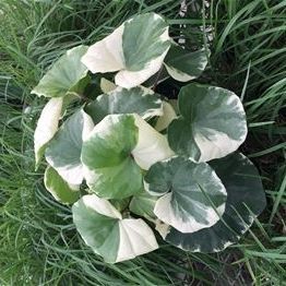 多年生绿色植物 - Farfugium japonicum 'Argentea' - AG 3 Inc - 用于花园