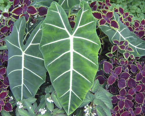 多年生绿色植物 Alocasia Frydek Agri Starts Inc 花圃 用于花园 乡村风