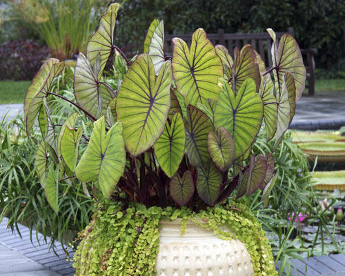 多年生绿色植物 - Colocasia esculenta 'Blue Hawaii' - Agri-Starts Inc - 花圃 / 盆栽 / 用于花园