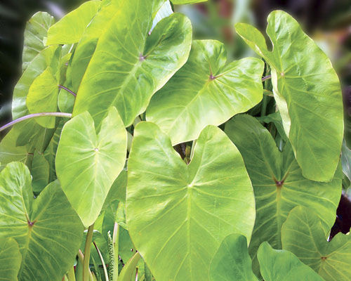 多年生绿色植物 - Colocasia esculenta 'Maui Gold' PPAF - Agri-Starts Inc - 花圃 / 盆栽 / 用于花园