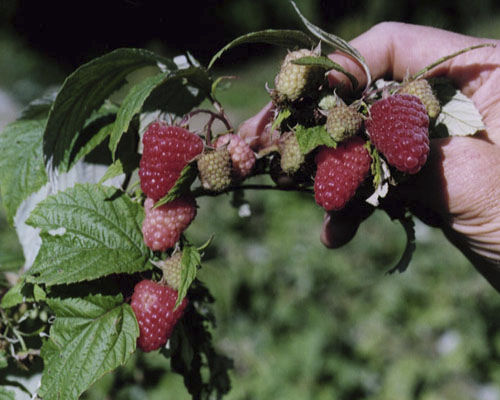 结实作物 - Rubus 'Caroline' - Agri-Starts Inc